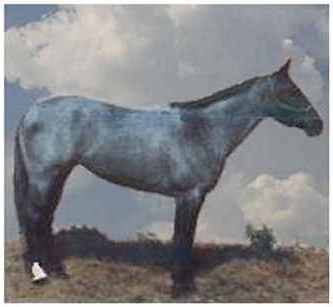guru blue horse